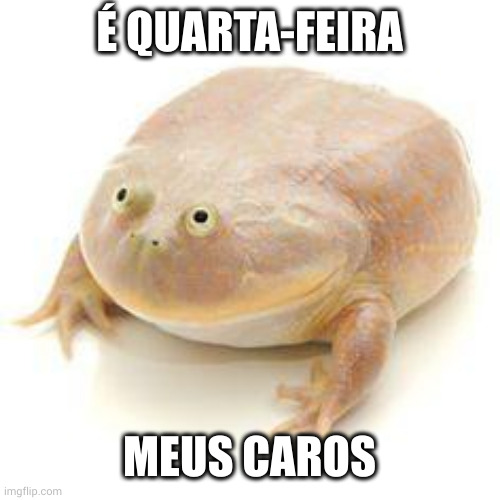 É quarta-feira, meus caros. | É QUARTA-FEIRA; MEUS CAROS | image tagged in wednesday frog blank,quarta-feira,caros,memes,portuguese,sapo sabio | made w/ Imgflip meme maker