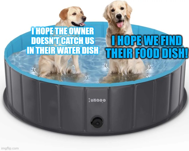 Large dog water bowl | I HOPE WE FIND THEIR FOOD DISH! I HOPE THE OWNER DOESN'T CATCH US IN THEIR WATER DISH | image tagged in large dog water bowl | made w/ Imgflip meme maker