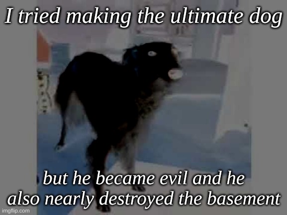 Help me! | I tried making the ultimate dog; but he became evil and he also nearly destroyed the basement | image tagged in low quality borzoi dog | made w/ Imgflip meme maker