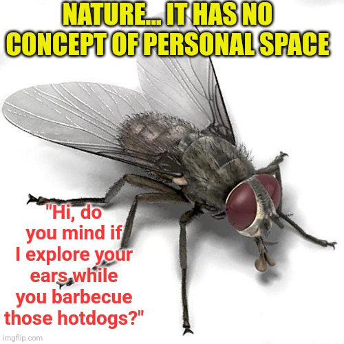 Nature just has zero Fs to give about the human concept of personal space.... | NATURE... IT HAS NO CONCEPT OF PERSONAL SPACE; "Hi, do you mind if I explore your ears while you barbecue those hotdogs?" | image tagged in scumbag house fly,nature,insects,irritated,safe space,bug | made w/ Imgflip meme maker