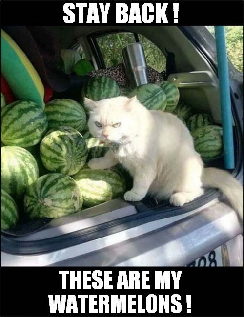 He Means Business ! | STAY BACK ! THESE ARE MY WATERMELONS ! | image tagged in cats,watermelons,mine | made w/ Imgflip meme maker
