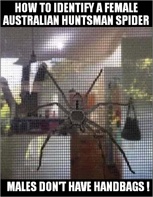 Gender Identity In Spiders ! | HOW TO IDENTIFY A FEMALE AUSTRALIAN HUNTSMAN SPIDER; MALES DON'T HAVE HANDBAGS ! | image tagged in spiders,gender identity,australian | made w/ Imgflip meme maker