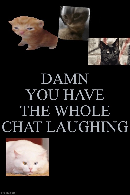 Cats are unfazed by your message | DAMN YOU HAVE THE WHOLE CHAT LAUGHING | image tagged in cat,memes,im,dumb,ik | made w/ Imgflip meme maker