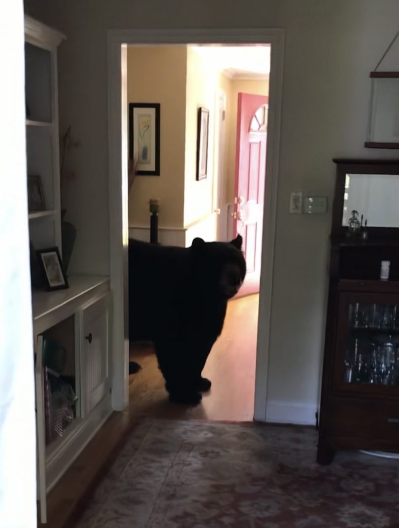 High Quality Bear in home Blank Meme Template