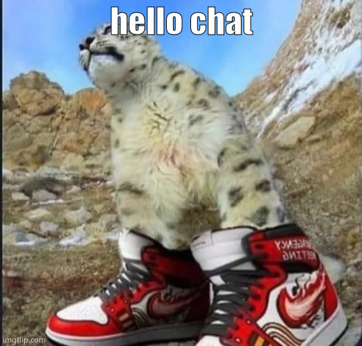 drippy cat | hello chat | image tagged in drippy cat | made w/ Imgflip meme maker