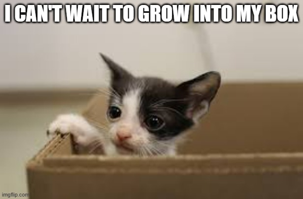 meme by Brad small cat kitten in large box | I CAN'T WAIT TO GROW INTO MY BOX | image tagged in cats,cat,funny cat,funny cat memes,humor,funny | made w/ Imgflip meme maker