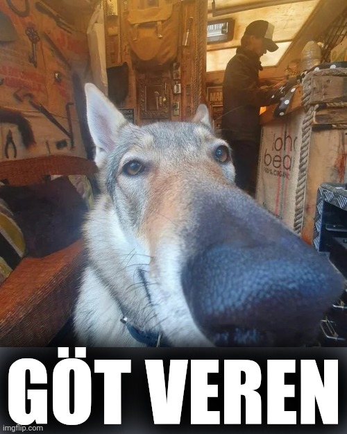 Got Damn Dog | GÖT VEREN | image tagged in got damn dog | made w/ Imgflip meme maker