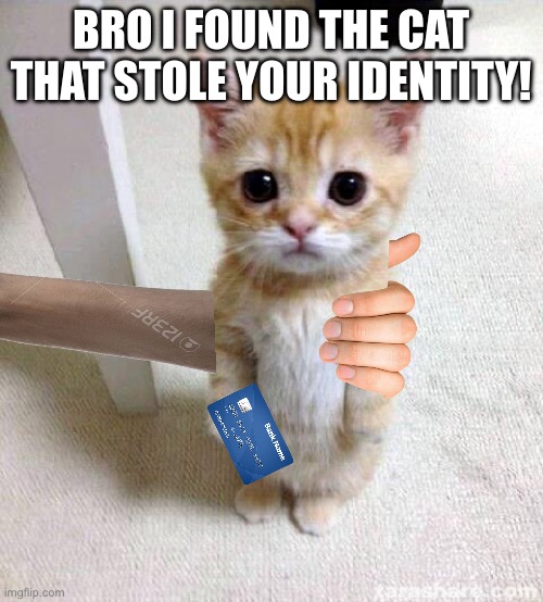 Found him boys. | BRO I FOUND THE CAT THAT STOLE YOUR IDENTITY! | image tagged in memes,cute cat | made w/ Imgflip meme maker