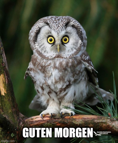 Owl | GUTEN MORGEN | image tagged in owl | made w/ Imgflip meme maker