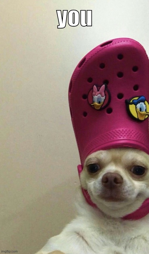 type in comments what you think the text should say | image tagged in dog,crocs,pink | made w/ Imgflip meme maker