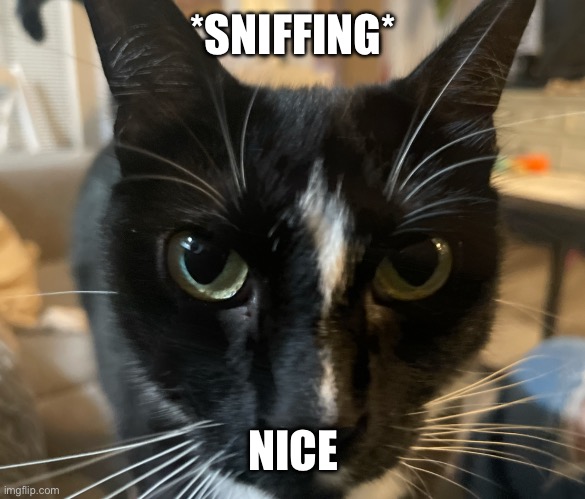 Cat sniffa | *SNIFFING*; NICE | image tagged in cat sniffa | made w/ Imgflip meme maker