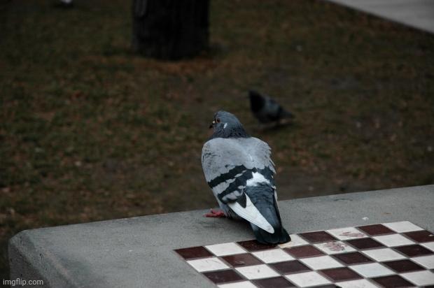 Pigeon Shitting on Chess Board | image tagged in pigeon shitting on chess board | made w/ Imgflip meme maker