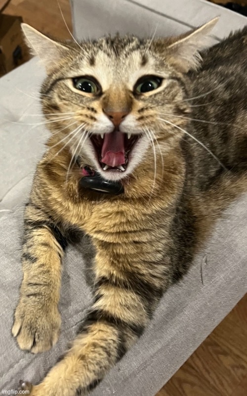 Mid-yawn | image tagged in cat,yawning,cats,yawn,waking up,cute cat | made w/ Imgflip meme maker