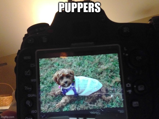 ignore the Nikon D600 camera | PUPPERS | made w/ Imgflip meme maker