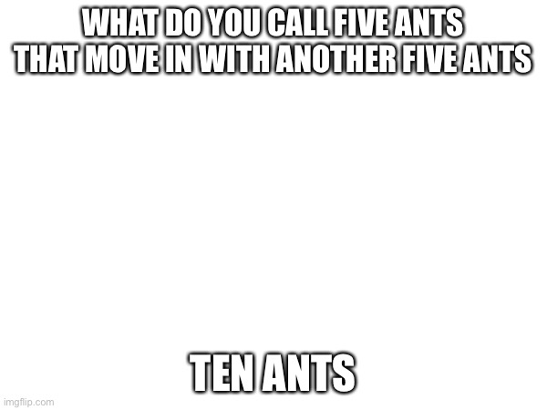 Random meme #2 | WHAT DO YOU CALL FIVE ANTS THAT MOVE IN WITH ANOTHER FIVE ANTS; TEN ANTS | image tagged in ants,fun | made w/ Imgflip meme maker