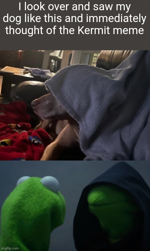 Do u see it?? | I look over and saw my dog like this and immediately thought of the Kermit meme | image tagged in doge,funny dog,funny,funny memes | made w/ Imgflip meme maker