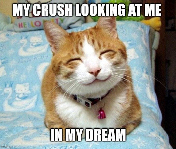 Cute Smiling Cat | MY CRUSH LOOKING AT ME; IN MY DREAM | image tagged in cute smiling cat | made w/ Imgflip meme maker