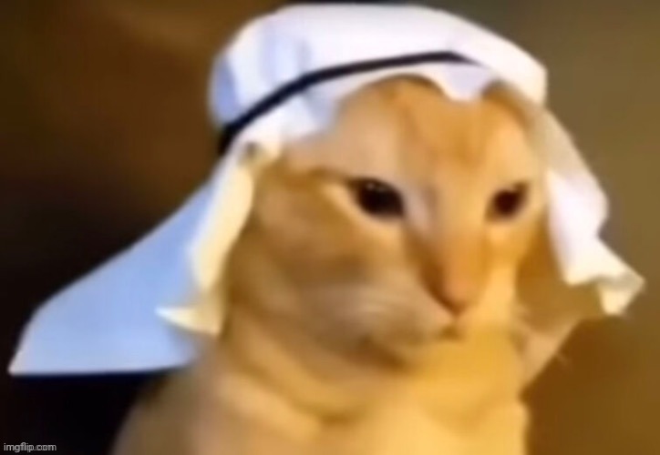 haram cat | image tagged in haram cat | made w/ Imgflip meme maker