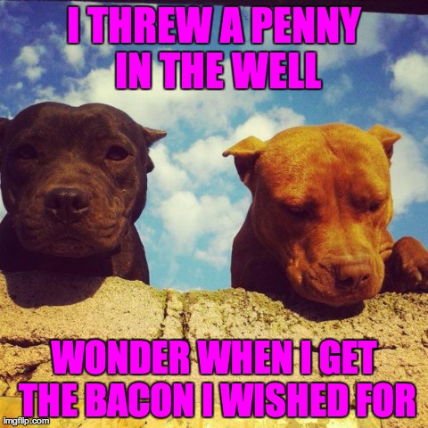 I THREW A PENNY IN THE WELL WONDER WHEN I GET THE BACON I WISHED FOR | image tagged in wishpit | made w/ Imgflip meme maker