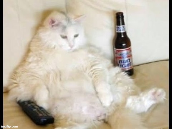 Cat watching TV with beer | image tagged in cat watching tv with beer | made w/ Imgflip meme maker