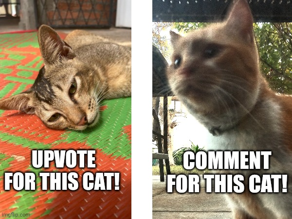 This Cat Or That Cat? | COMMENT FOR THIS CAT! UPVOTE FOR THIS CAT! | image tagged in cats | made w/ Imgflip meme maker