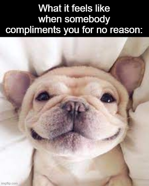 *smiling* | What it feels like when somebody compliments you for no reason: | image tagged in a happy doggo,happy,compliment,memes,relatable | made w/ Imgflip meme maker