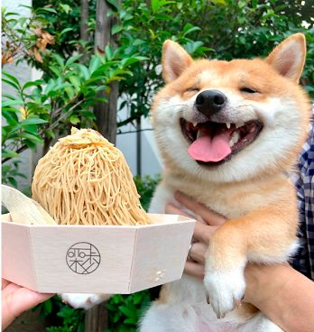 High Quality shiba inu gets ramen Blank Meme Template