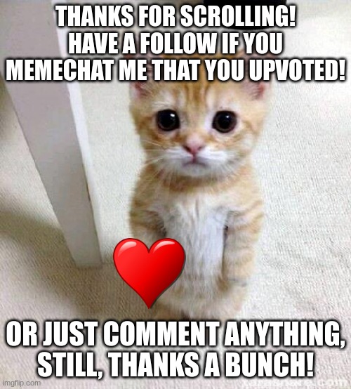 Thanks for scrolling so far! | THANKS FOR SCROLLING! HAVE A FOLLOW IF YOU MEMECHAT ME THAT YOU UPVOTED! OR JUST COMMENT ANYTHING, STILL, THANKS A BUNCH! | image tagged in memes,cute cat | made w/ Imgflip meme maker
