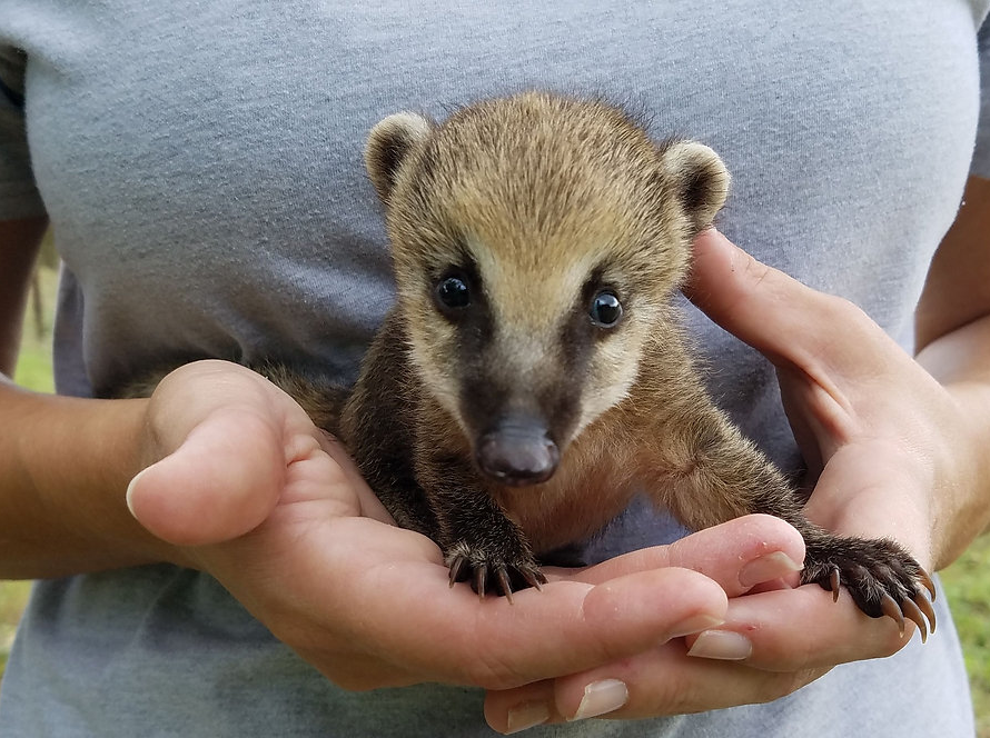 High Quality Baby Coati mammal Cozumel Blank Meme Template