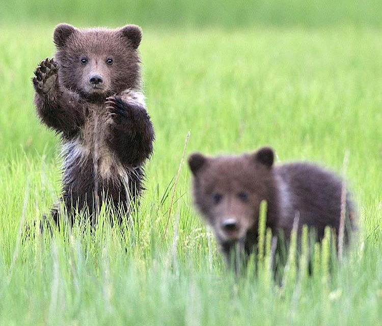 Baby Grizzly Bear cubs Blank Meme Template
