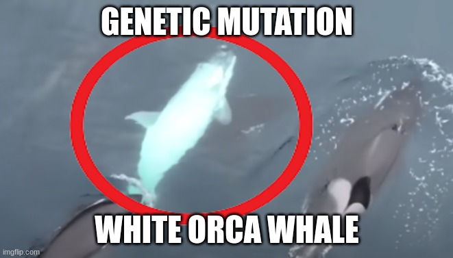 I just thought this was cool. | GENETIC MUTATION; WHITE ORCA WHALE | image tagged in genetics,genetic mutation | made w/ Imgflip meme maker