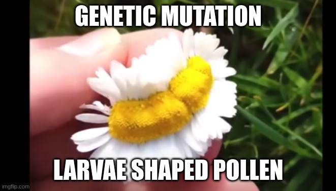 Again, if you love science, this will amaze you. A flower should have a perfect circle, so an oval shaped flower is rare, due to | GENETIC MUTATION; LARVAE SHAPED POLLEN | image tagged in genetics,genetic mutation | made w/ Imgflip meme maker