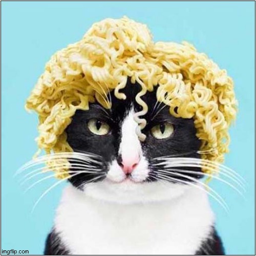 Do You Like My Stylish Pasta Wig ? | image tagged in cats,pasta,wig | made w/ Imgflip meme maker
