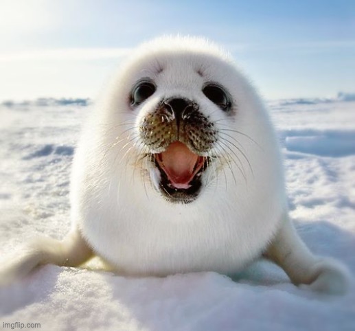 Baby seal | image tagged in baby seal | made w/ Imgflip meme maker