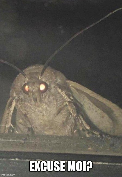 Moth | EXCUSE MOI? | image tagged in moth | made w/ Imgflip meme maker