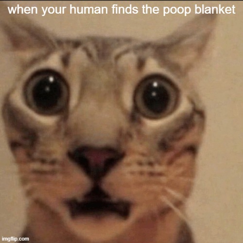 cat | when your human finds the poop blanket | image tagged in cat | made w/ Imgflip meme maker