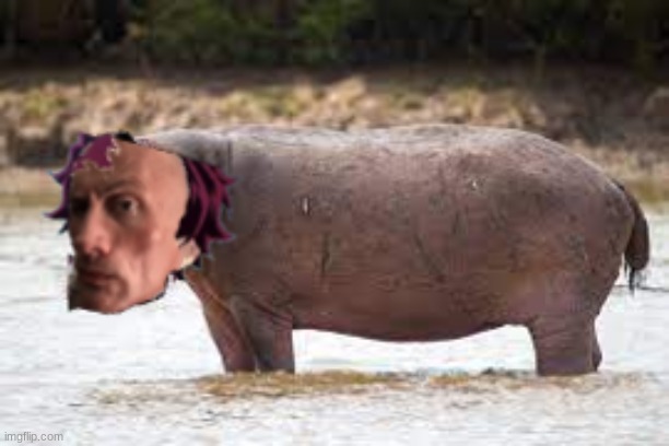 the rock hippp | image tagged in hippo,hippopotamus,the rock sus,the rock,funny | made w/ Imgflip meme maker