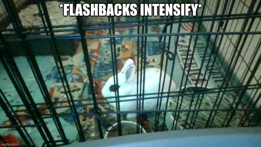 flashbacks intensify bunny | *FLASHBACKS INTENSIFY* | image tagged in bunny,rabbit,fun,flashback,funny,memes | made w/ Imgflip meme maker
