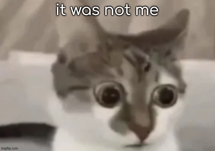 bombastic side eye cat | it was not me | image tagged in bombastic side eye cat | made w/ Imgflip meme maker