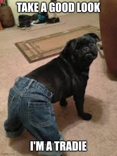 Pug Crack | TAKE A GOOD LOOK; I'M A TRADIE | image tagged in shake it yeh yeh yeh yeh yeh yeh yeh,jeans,memes,tradies,construction,plumber | made w/ Imgflip meme maker