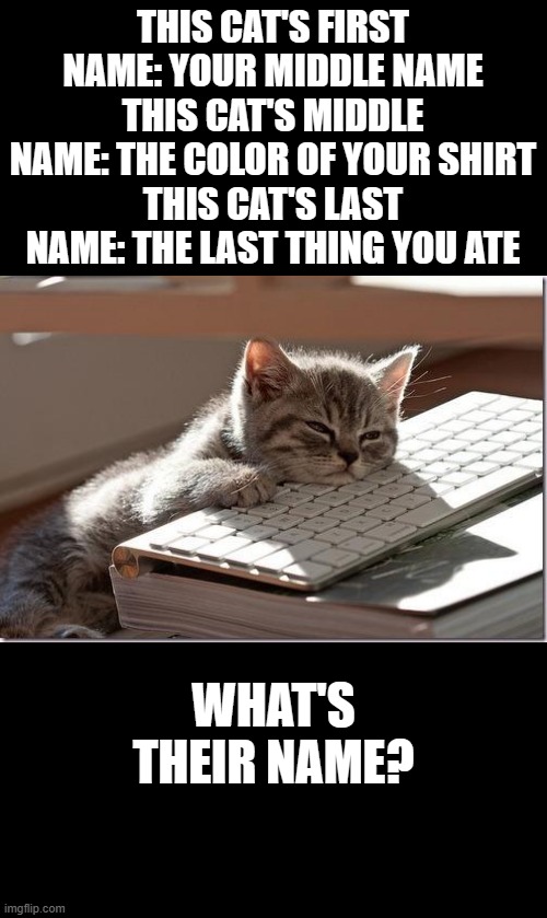 Kittycat | THIS CAT'S FIRST NAME: YOUR MIDDLE NAME
THIS CAT'S MIDDLE NAME: THE COLOR OF YOUR SHIRT
THIS CAT'S LAST NAME: THE LAST THING YOU ATE; WHAT'S THEIR NAME? | image tagged in bored keyboard cat | made w/ Imgflip meme maker