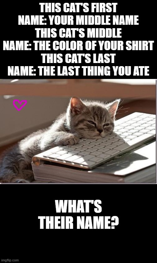 kitten | THIS CAT'S FIRST NAME: YOUR MIDDLE NAME
THIS CAT'S MIDDLE NAME: THE COLOR OF YOUR SHIRT
THIS CAT'S LAST NAME: THE LAST THING YOU ATE; WHAT'S THEIR NAME? | image tagged in bored keyboard cat | made w/ Imgflip meme maker