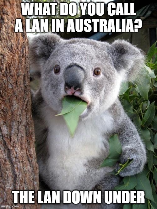 Surprised Koala Meme | WHAT DO YOU CALL A LAN IN AUSTRALIA? THE LAN DOWN UNDER | image tagged in memes,surprised koala | made w/ Imgflip meme maker