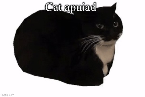 maxwell the cat | Cat apuiad | image tagged in maxwell the cat | made w/ Imgflip meme maker
