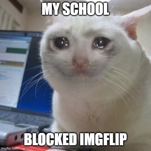 Crying cat | MY SCHOOL BLOCKED IMGFLIP | image tagged in crying cat | made w/ Imgflip meme maker