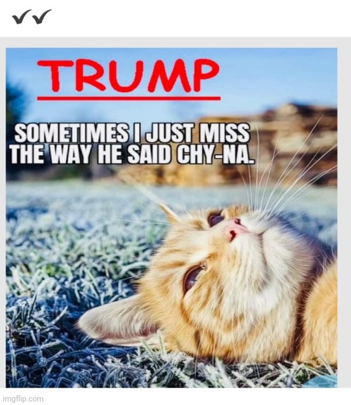 Kitty Dreams | image tagged in maga,kitty | made w/ Imgflip meme maker
