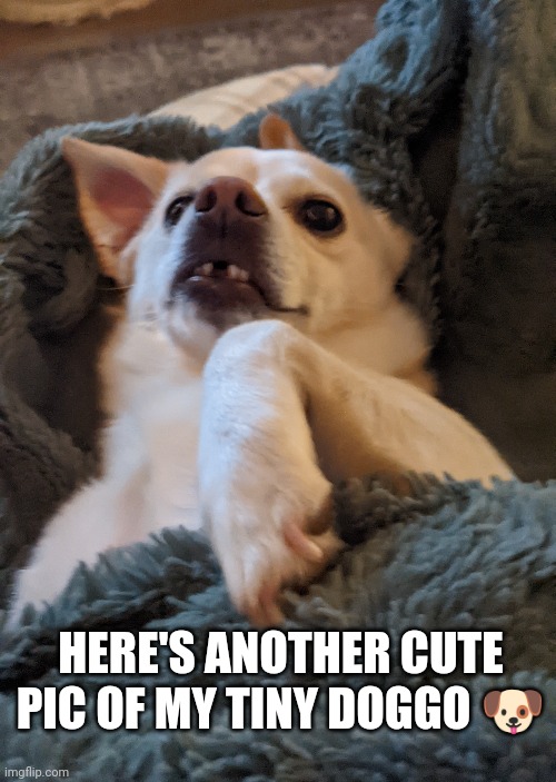 Cute doggo | HERE'S ANOTHER CUTE PIC OF MY TINY DOGGO 🐶 | image tagged in doggo,cute | made w/ Imgflip meme maker
