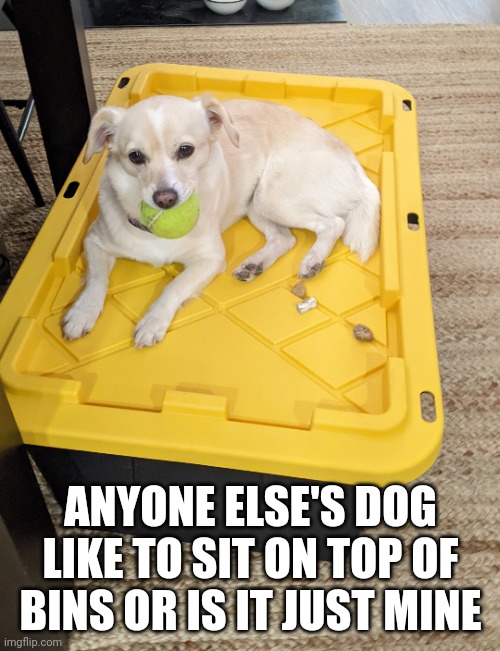ANYONE ELSE'S DOG LIKE TO SIT ON TOP OF BINS OR IS IT JUST MINE | made w/ Imgflip meme maker