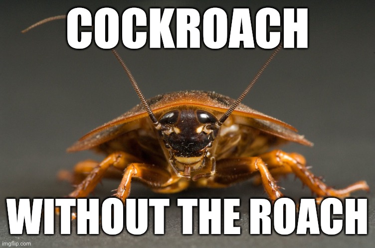 Cockroach | COCKROACH WITHOUT THE ROACH | image tagged in cockroach | made w/ Imgflip meme maker