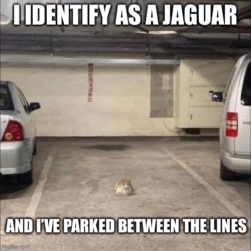 Jaguar | I IDENTIFY AS A JAGUAR; AND I’VE PARKED BETWEEN THE LINES | image tagged in jaguar,cat,parking | made w/ Imgflip meme maker